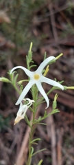 Anthocercis angustifolia