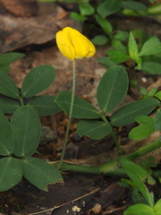 Arachis duranensis