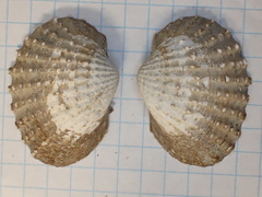 Tegillarca granosa