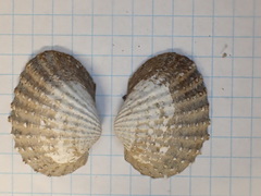 Tegillarca granosa