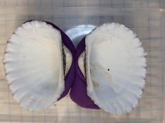 Tegillarca granosa