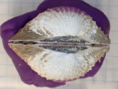 Tegillarca granosa