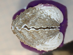 Tegillarca granosa