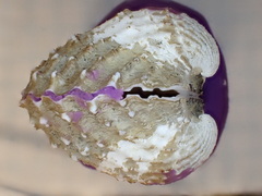 Tegillarca granosa