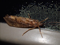 Ptilostomis ocellifera