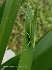 Euconocephalus varius
