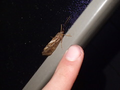 Ptilostomis ocellifera