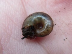 Austrorhytida glaciamans