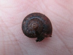 Austrorhytida glaciamans