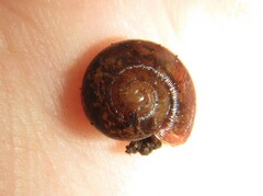 Austrorhytida glaciamans