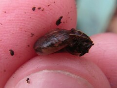 Austrorhytida glaciamans