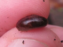 Austrorhytida glaciamans