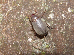 Aplidia transversa transversa