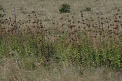 Leonotis ocymifolia