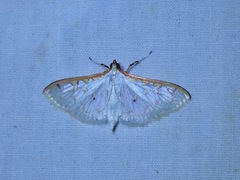 Palpita munroei