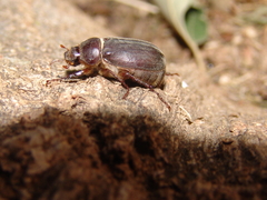 Aplidia transversa transversa