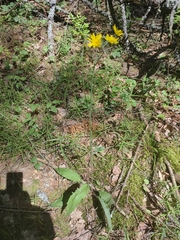 Hieracium diaphanoides