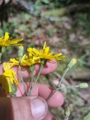 Hieracium diaphanoides