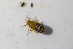 Ditropis pteridis