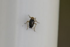 Ditropis pteridis