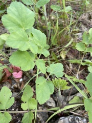 Tordylieae