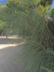 Casuarina