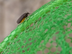 Sciara hemerobioides