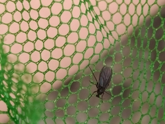 Sciara hemerobioides