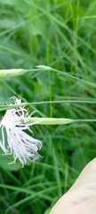 Dianthus superbus stenocalyx