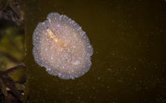 Callioplanidae