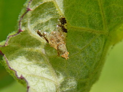 Tephritis bardanae