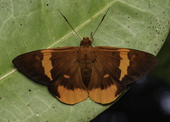Chaetocneme critomedia