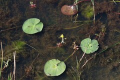 Utricularia stellaris