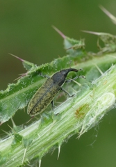 Lixus filiformis