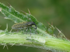 Lixus filiformis