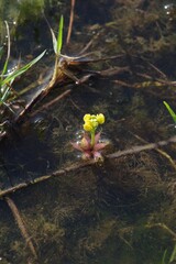 Utricularia stellaris