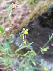 Linaria saxatilis