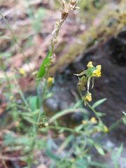 Linaria saxatilis