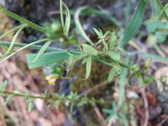 Linaria saxatilis