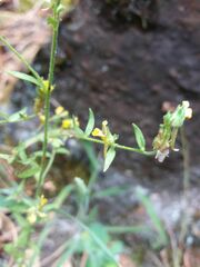Linaria saxatilis