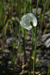 Papaver albiflorum