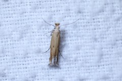 Isophrictis magnella