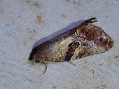 Odontodes pallidifimbria
