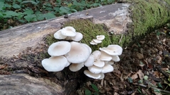 Pleurotus