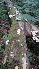 Pleurotus