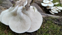 Pleurotus