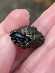 Muricoidea