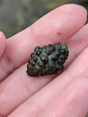 Muricoidea
