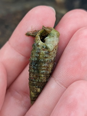 Muricoidea