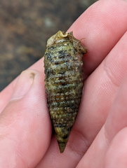 Muricoidea